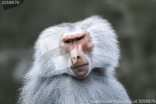 Image of hamadryas baboon, papio hamadryas