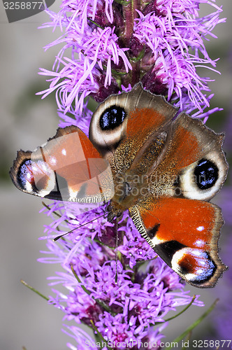 Image of peacock, inachis io