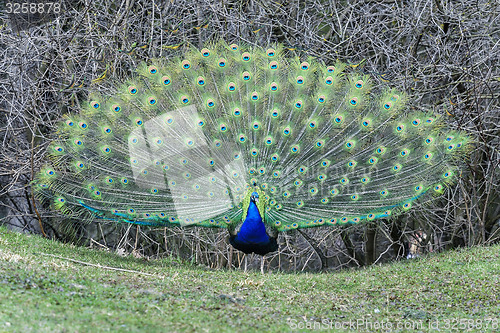 Image of peacock, peafowl genus pavo linnaeus