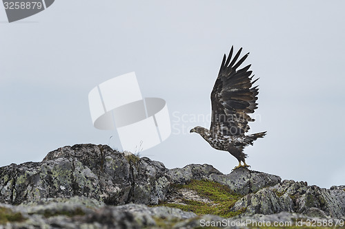 Image of white-tailed eagle, haliaeetus albicilla