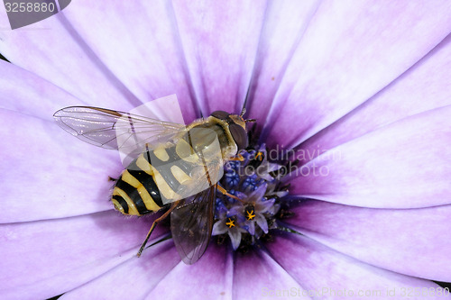 Image of syrphus torvus