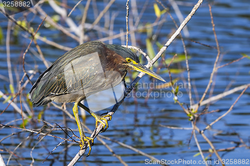 Image of green heron,  butorides virescens