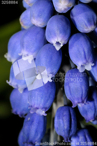 Image of grape hyacinth, muscari
