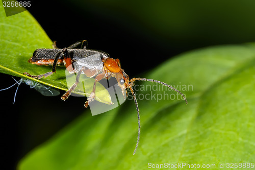 Image of cantharis pellucida