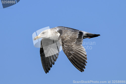 Image of seagull