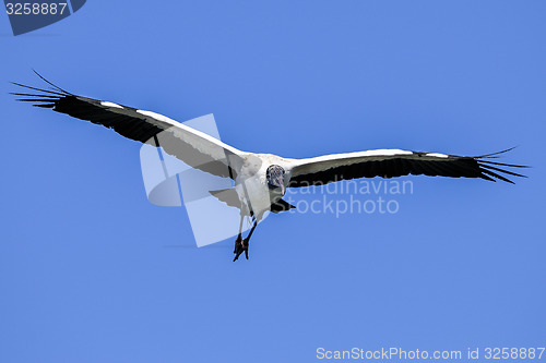 Image of wood stork, mycteria americana