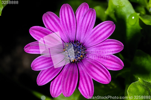 Image of osteospermum