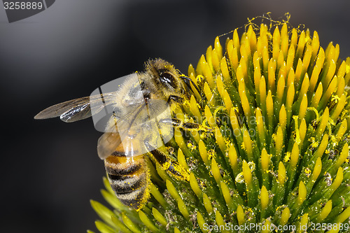 Image of apis mellifera, buckfast, honey bee