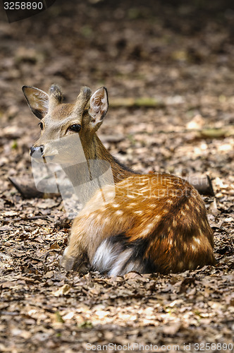Image of fallow deer, dama dama