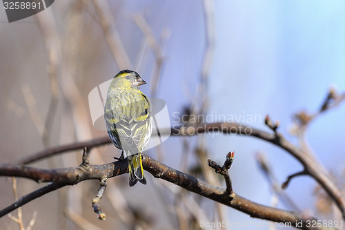 Image of eurasian siskin, carduelis spinus