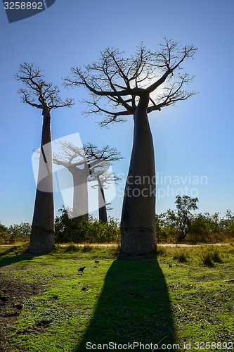 Image of baobab avenue, menabe