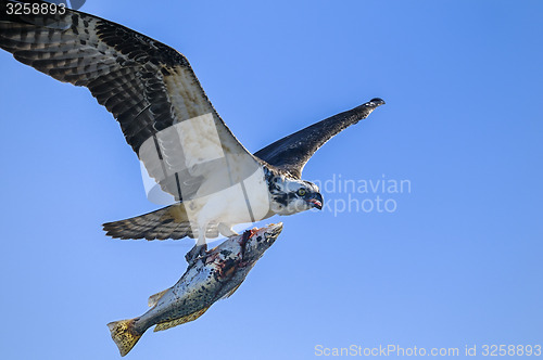 Image of osprey, pandion haliaetus