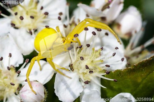 Image of goldenrod crab spider, misumena vatia