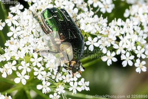 Image of rose chafer, cetonia aurata