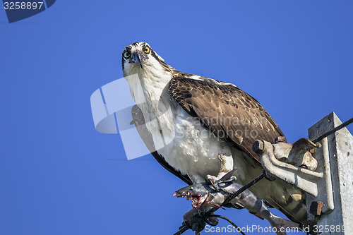 Image of osprey, pandion haliaetus