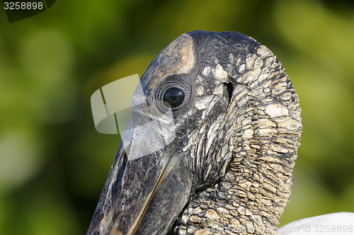 Image of wood stork, mycteria americana