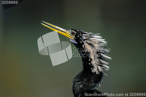 Image of anhinga, anhinga anhinga, water turkey