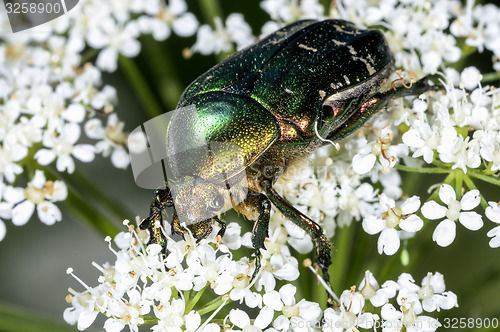 Image of rose chafer, cetonia aurata