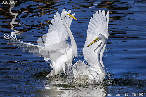 Image of ardea alba, great egret