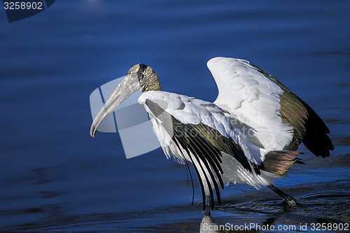 Image of wood stork, mycteria americana