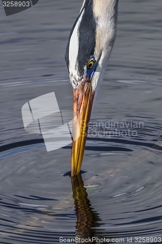 Image of great blue heron, ardea herodias