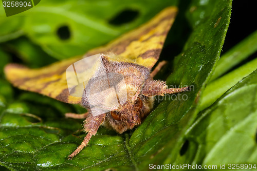 Image of pink-barred sallow, xanthia togata