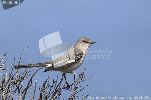 Image of northern mockingbird, mimus polyglottos