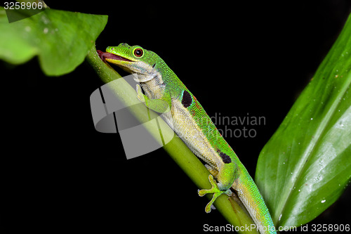 Image of peacock day gecko, phelsuma quadriocellata