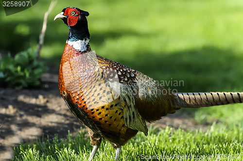 Image of common pheasant, phasianus colchicus