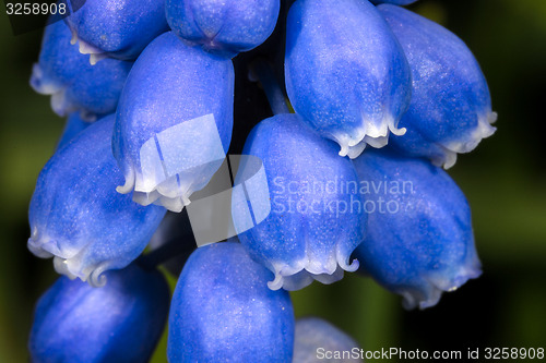 Image of grape hyacinth, muscari