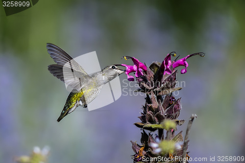 Image of anna\'s hummingbird, calypte anna