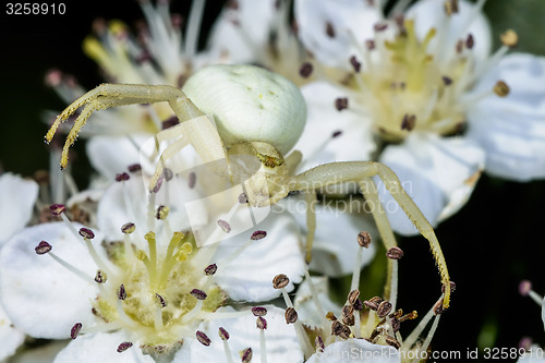 Image of goldenrod crab spider, misumena vatia