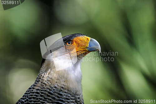 Image of caracara cheriway, northern crested caracara