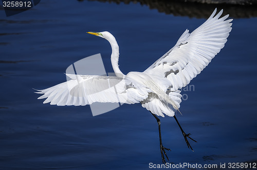 Image of ardea alba, great egret