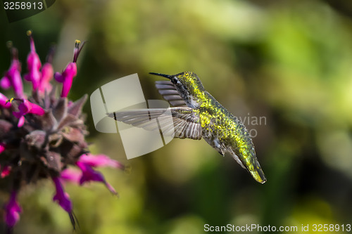 Image of anna\'s hummingbird, calypte anna