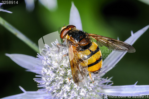 Image of volucella inanis