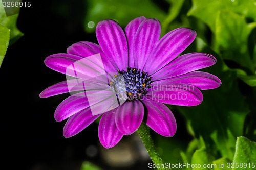 Image of osteospermum