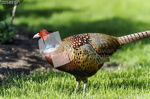 Image of common pheasant, phasianus colchicus