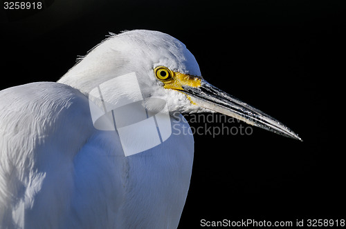 Image of snowy egret, egretta thula