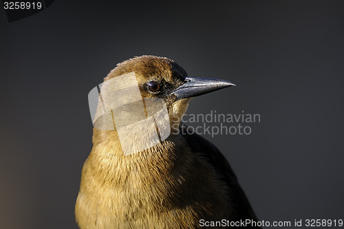 Image of boat-tailed grackle,  quiscalus major