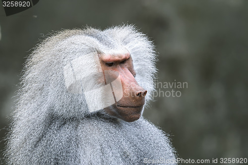 Image of hamadryas baboon, papio hamadryas