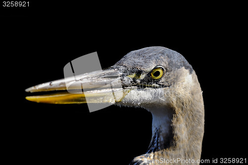 Image of great blue heron, ardea herodias