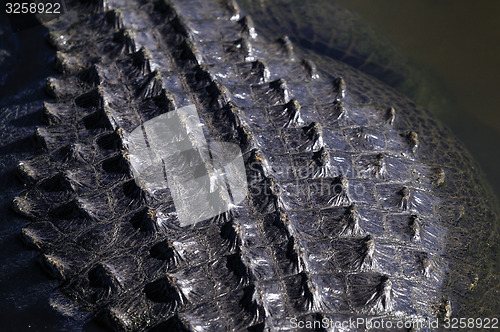 Image of alligator mississippiensis, american alligator