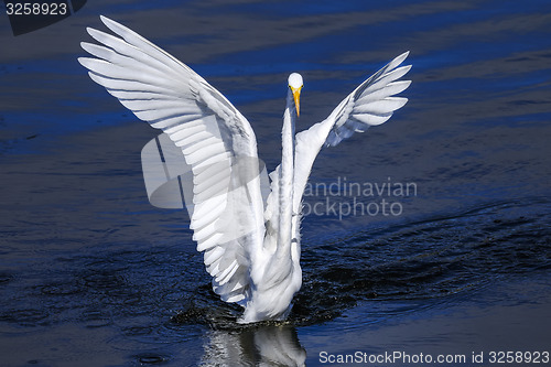 Image of ardea alba, great egret