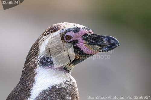 Image of humboldt penguin, spheniscus humboldti