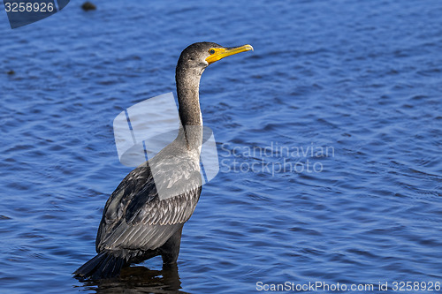 Image of double-crested cormorant, phalacrocorax auritus