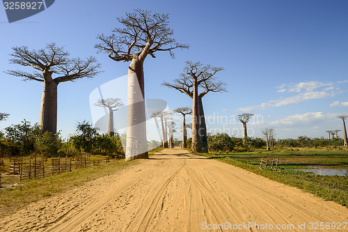 Image of baobab avenue, menabe