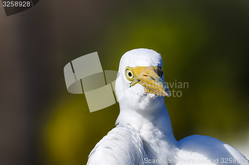 Image of ardea alba, great egret