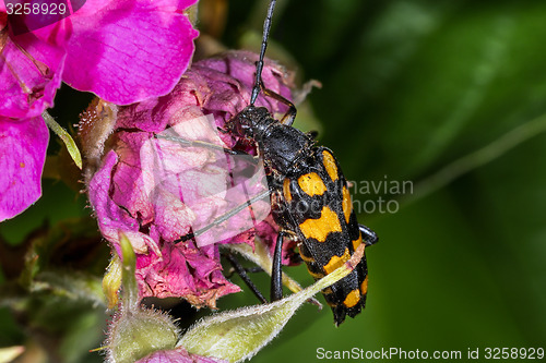 Image of four-banded longhorn beetle, leptura quadrifasciata