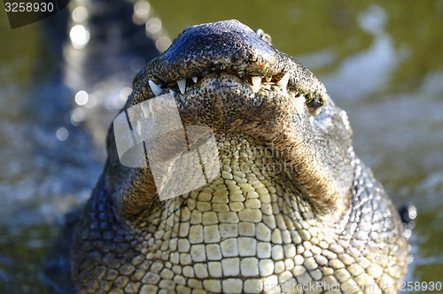 Image of alligator mississippiensis, american alligator